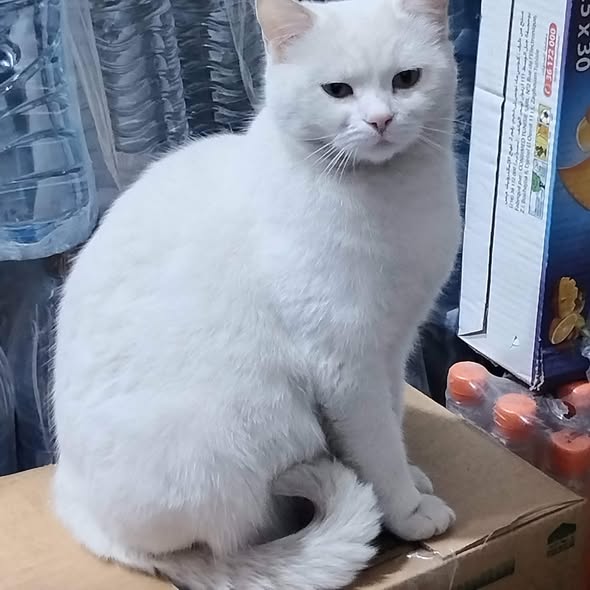 Chat à adopter