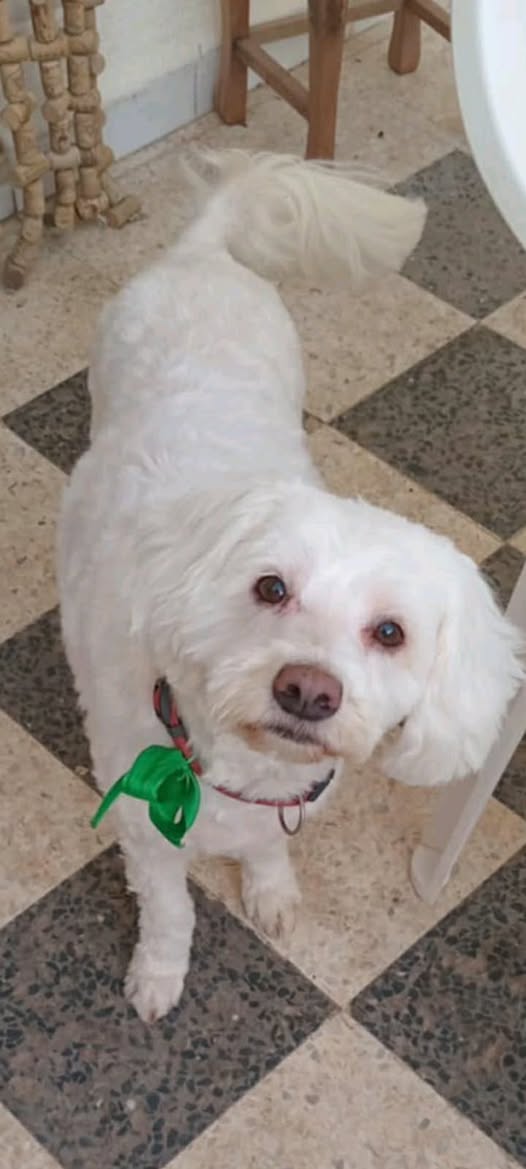 Chien à adopter