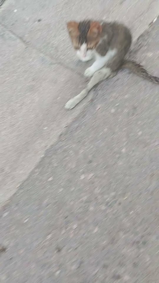 Chien à adopter