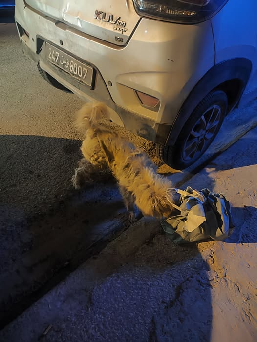 Chien à adopter — تبني الحيوانات في تونس تونس