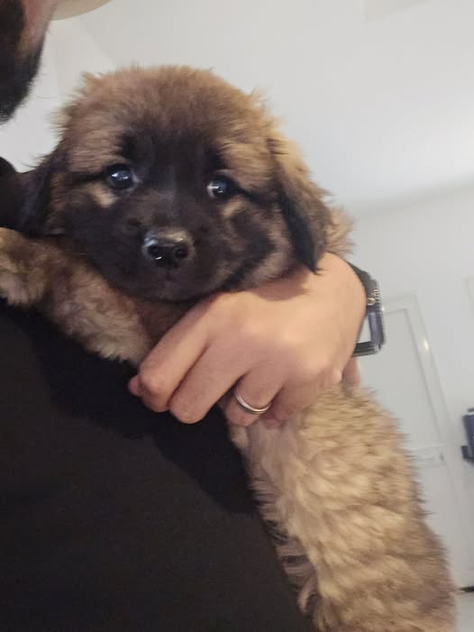 Chien à adopter