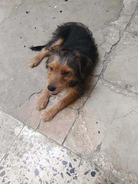 Chien à adopter