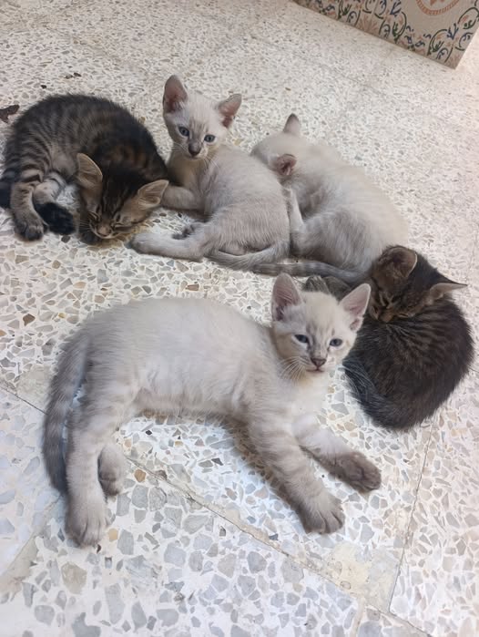 Animal à adopter