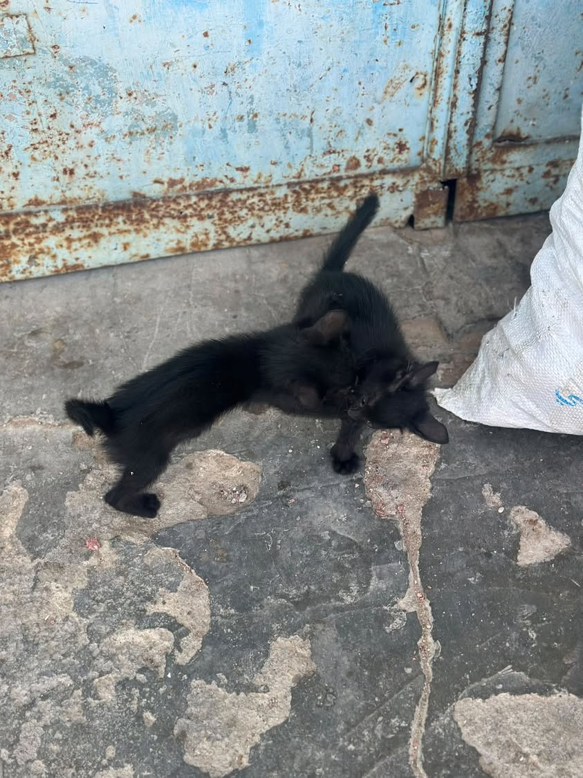 Chat à adopter