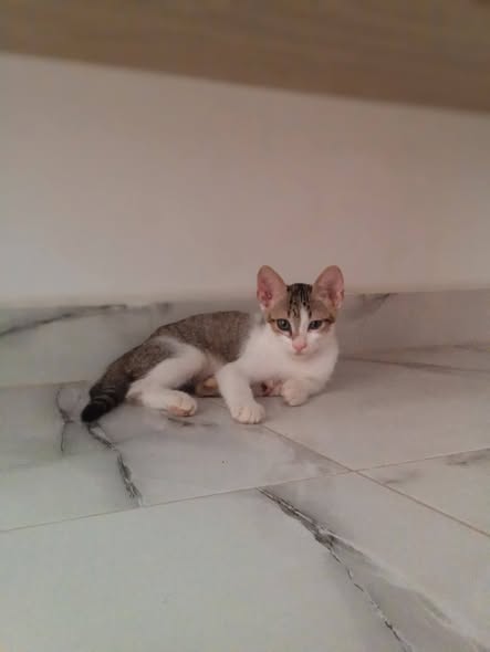 Chat à adopter