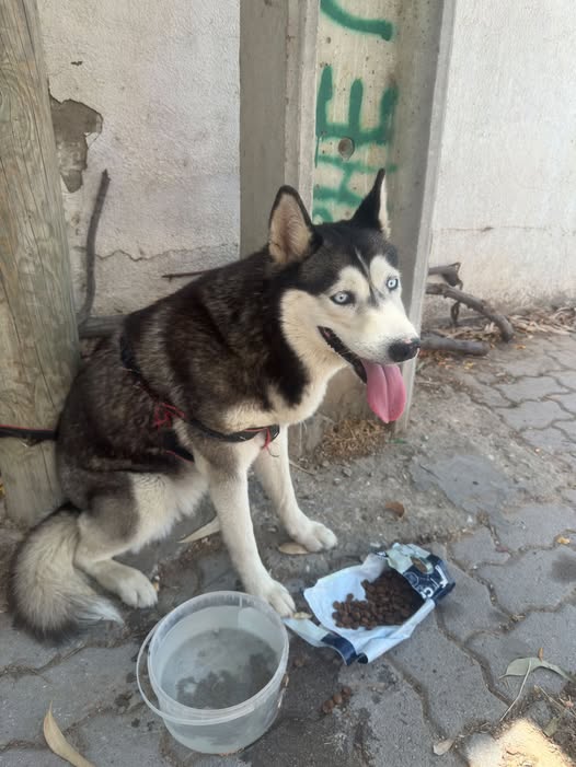 Chien à adopter