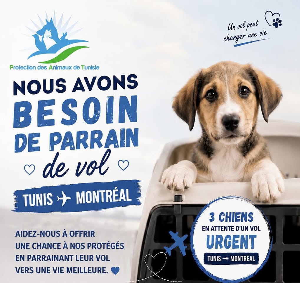 Chien à adopter — تبني الحيوانات في تونس تونس