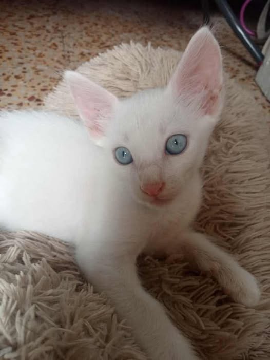 Chat à adopter