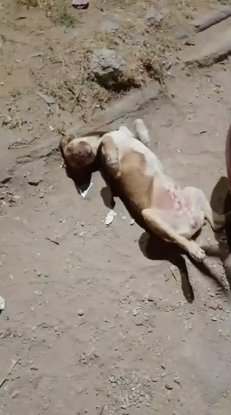 Chien à adopter