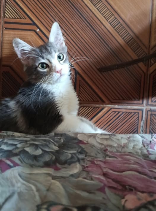 Chat à adopter