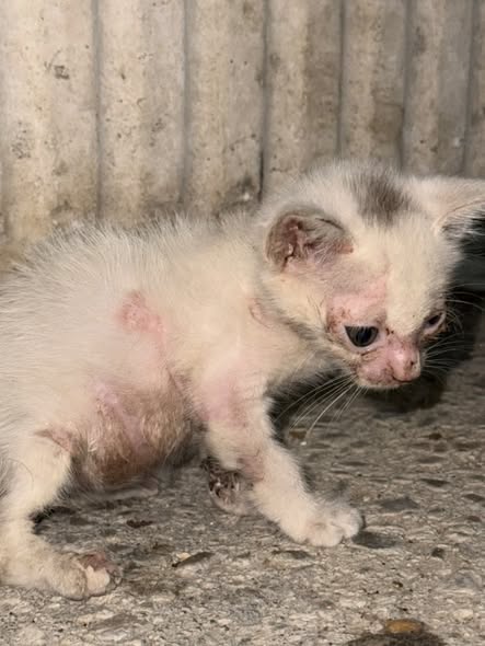 Chat à adopter