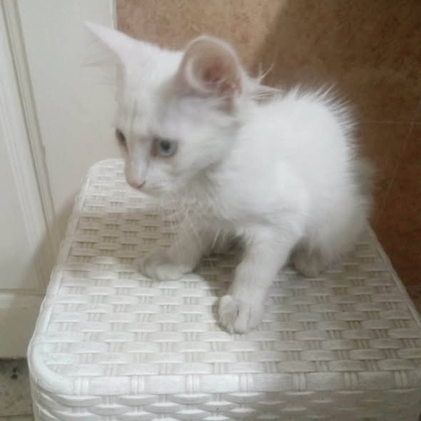 Chat à adopter