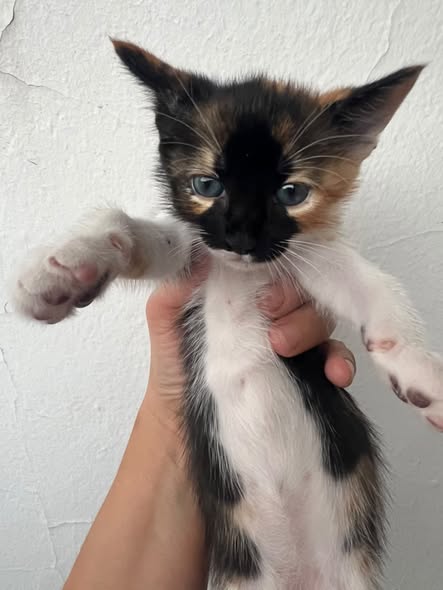 Chat à adopter