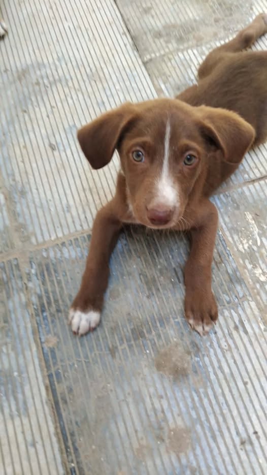 Chien à adopter