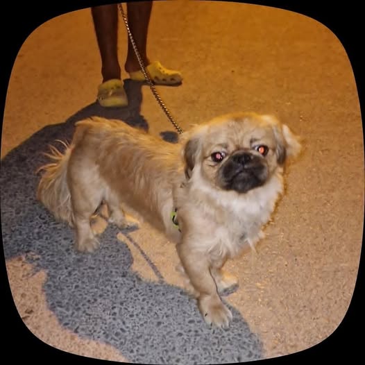 Chien à adopter — تبني الحيوانات في تونس تونس