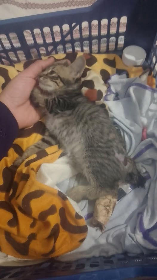Chat à adopter