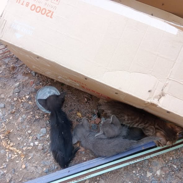 Chat à adopter