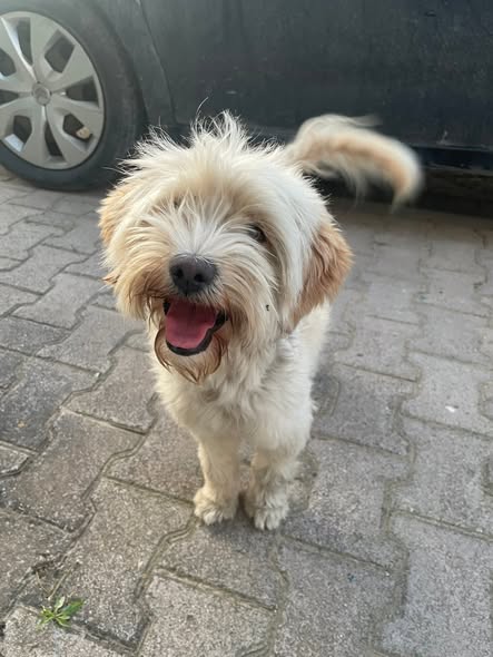 Chien à adopter