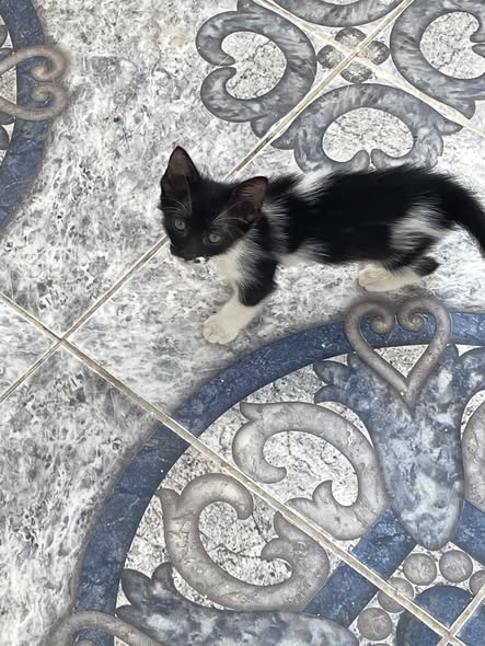 Chat à adopter