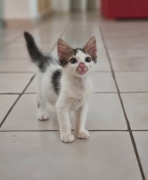 Chat à adopter