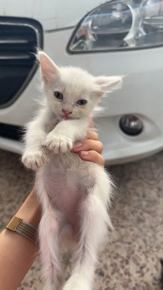 Chat à adopter