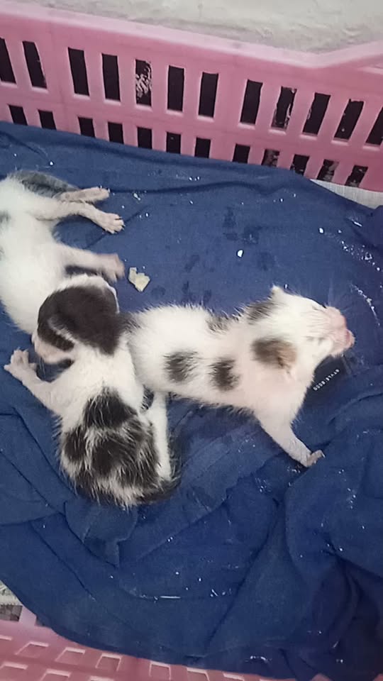 Chat à adopter