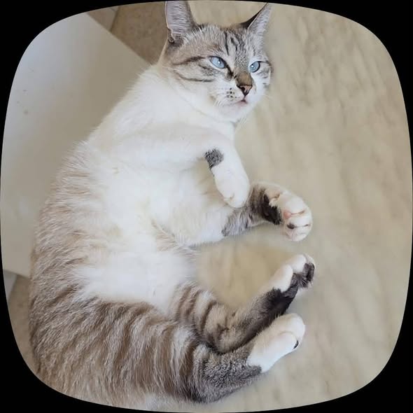 Cafè — Adoption d'animaux en Tunisie Mahdia