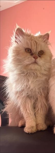 Chat à adopter
