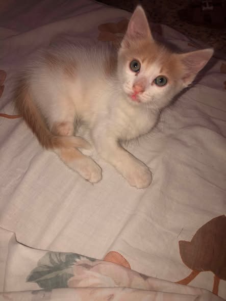 Chat à adopter