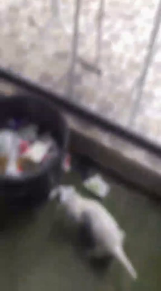 Chat à adopter
