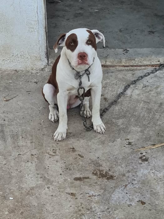 Chien à adopter