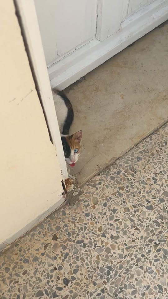 Chat à adopter