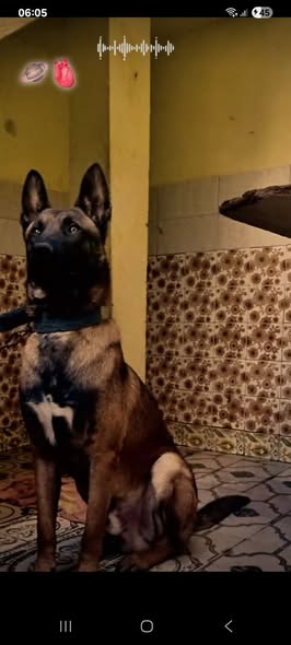 Chien à adopter