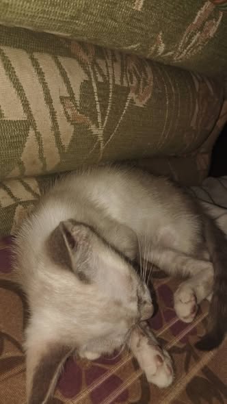 Chat à adopter