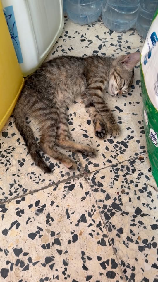Chat à adopter