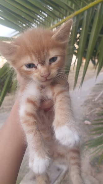 Chat à adopter