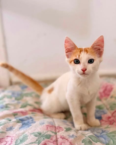 Animal à adopter