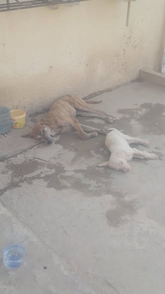 Chien à adopter
