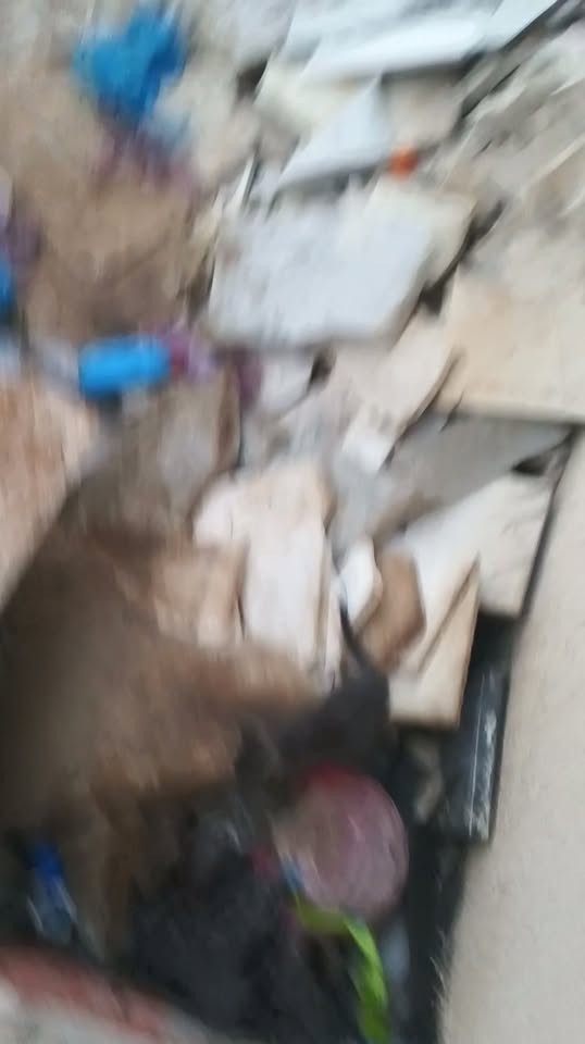 Animal à adopter