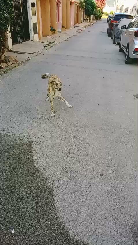 Chien à adopter