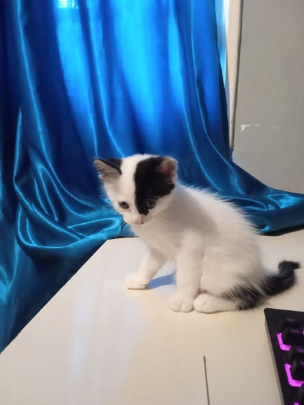 Chat à adopter