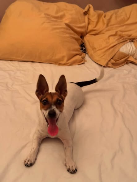 Chien à adopter