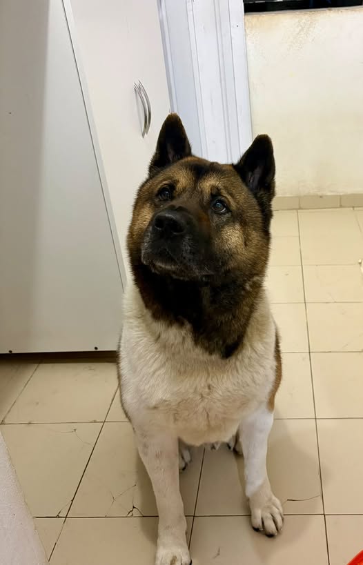 Chien à adopter
