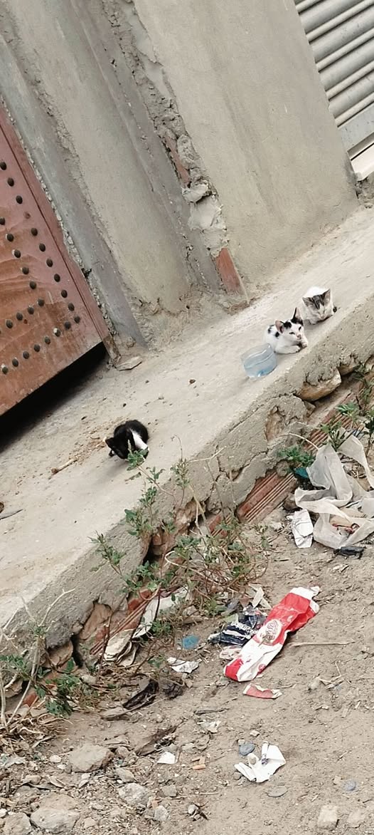 Chat à adopter