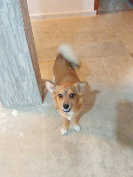 Chien à adopter