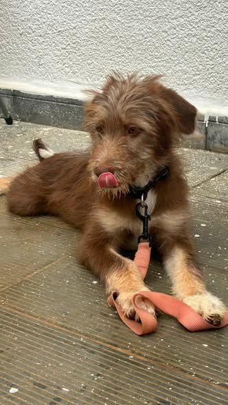 Animal à adopter