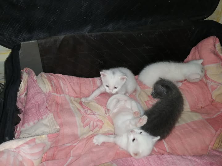 Animal à adopter