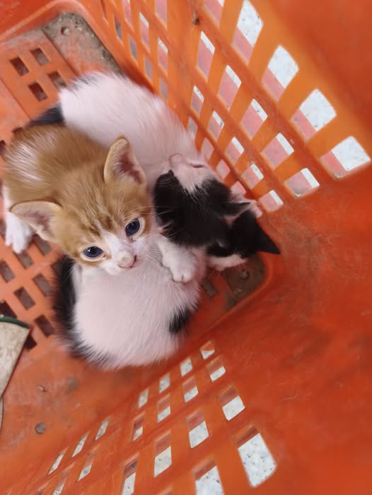 Chat à adopter