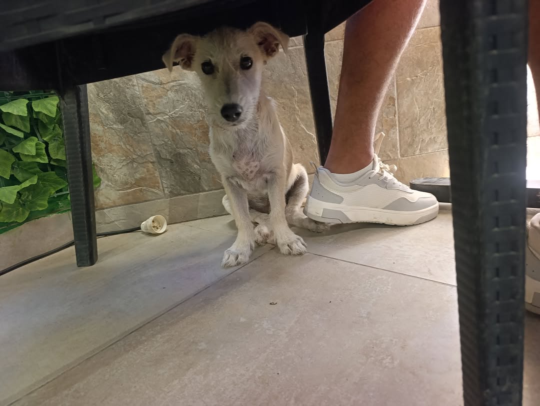 Chien à adopter