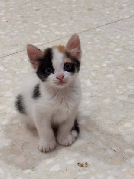 Chat à adopter